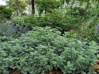 Artemisia-Pflanze im Park