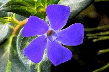 Artistic effect added to periwinkle