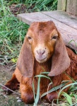 Baby Goat