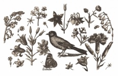 Pájaro Flores Dibujo Vintage