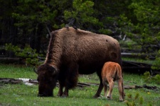 Bison and Nursing Calf