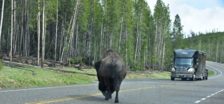Incrocio del bisonte