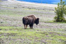 Bisonte nel campo