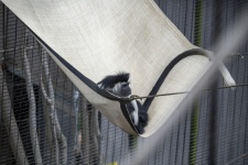Черно-белая обезьяна колобус