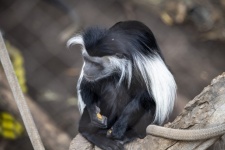 Черно-белая обезьяна колобус