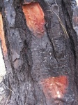 Black Areas Of Charred Bark Of Pine