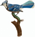 Pássaro gaio-azul vintage antigo