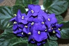 Blue African Violet Flowers