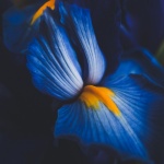 Blue iris flower close up