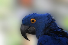 Profielportret van blauwe ara