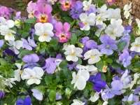 Flori violet pansy