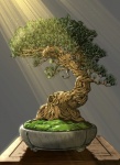 Drzewo bonsai