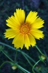 Bright yellow daisy