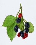 Arte vintage com frutas blackberry