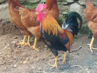 Brown rooster