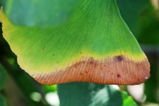 Browning edge of ginkgo biloba leaf