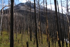 Copac ars în munți