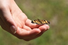 Pillangó a gyermek kezén