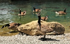 Canada Geese at Lake Shore