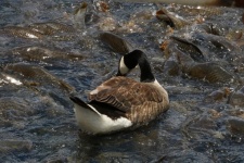 Canada Goose And Fish In Lake