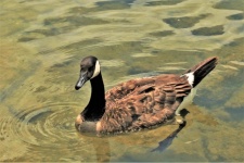 Canada Goose Swimming In Clear Lake
