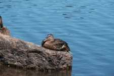 Ente ruht auf einem Felsen