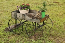 Cat Sleeping in Flower Cart