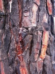 Casca carbonizada de pinheiro exsudando 