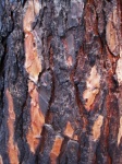 Casca carbonizada de pinheiro