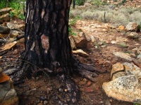 Casca carbonizada na base de um pinheiro