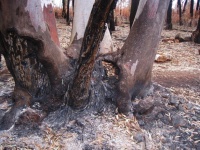 Base carbonizada de árvore multi-caule