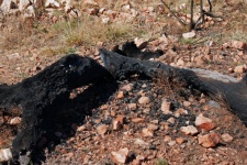 Charred remains of burnt deadwood