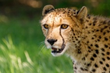 Portret geparda