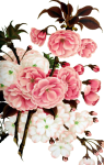 Arte vintage de flor de cerezo