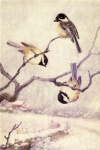 Chickadee Vintage Bird Illustration