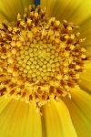 Close-up of centre of yellow daisy