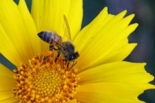 Close view of bee on yellow daisy