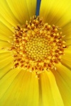Close view of bright yellow daisy