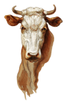 Hlava krávy