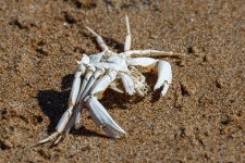Crab Skeleton