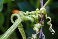 Curled green pumpkin vine tendrils