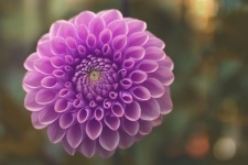 Dahlia Flower Blossom Purple