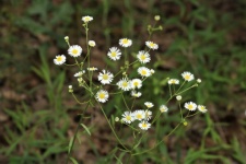 Daisy Fleabane Wildflowers in Field