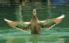 Pato batendo as asas em um lago