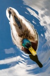 Duck From Above