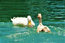 Apareamiento de patos en el lago