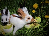 Wielkanocne króliki