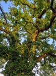 Oak Tree Ivy Old