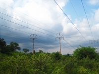 Cables eléctricos sobre arbustos verdes