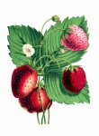 Aardbeienfruit vintage kunst
